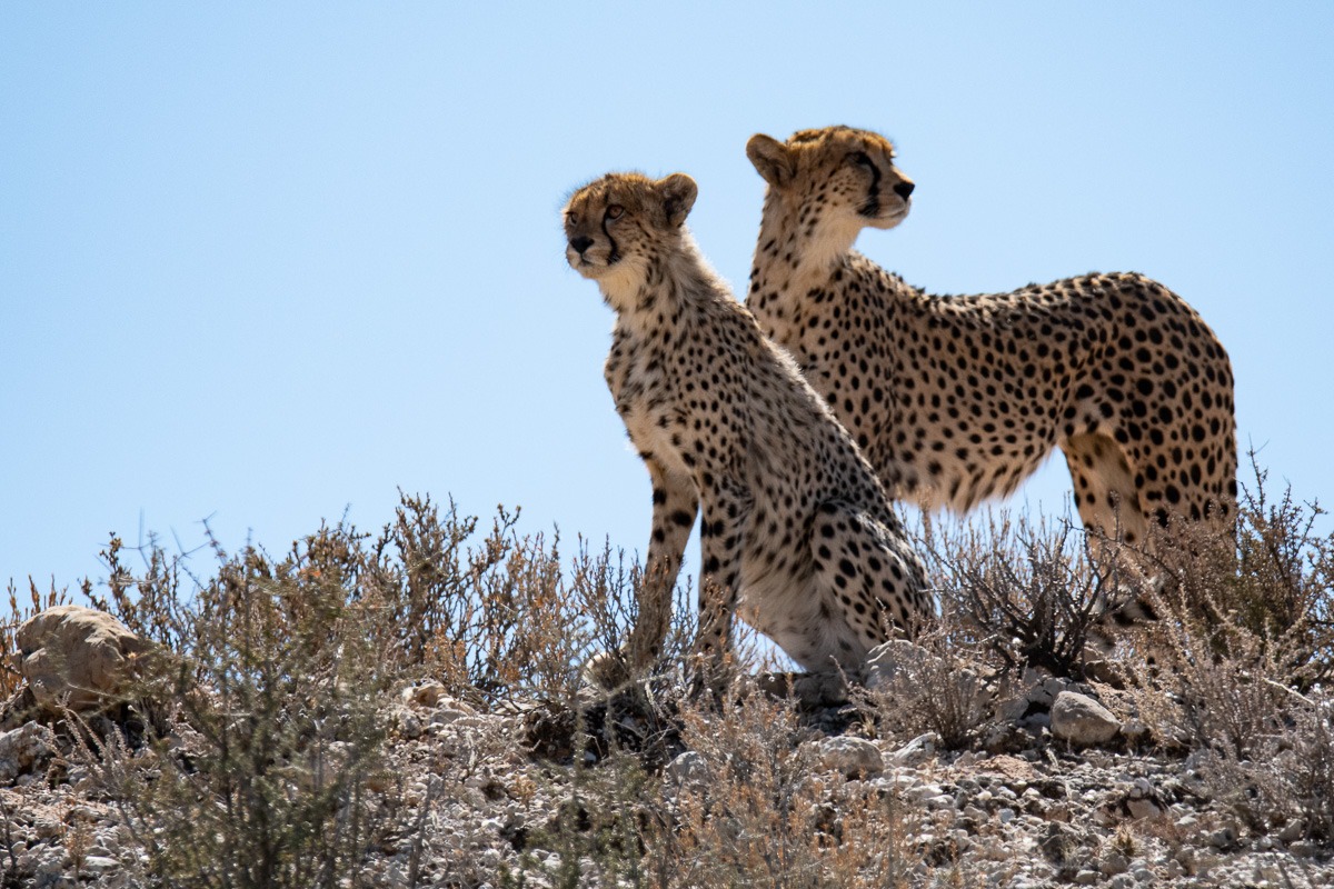Geparden, Cheetah im Kalahari Park