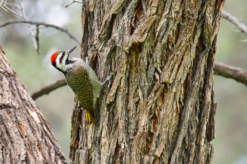 Bartspecht, bearded Woodpecker, 
