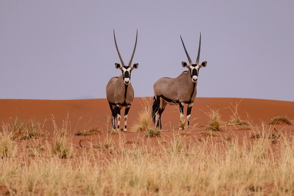 Oryx im Namib Rand Naturschutzgebiet