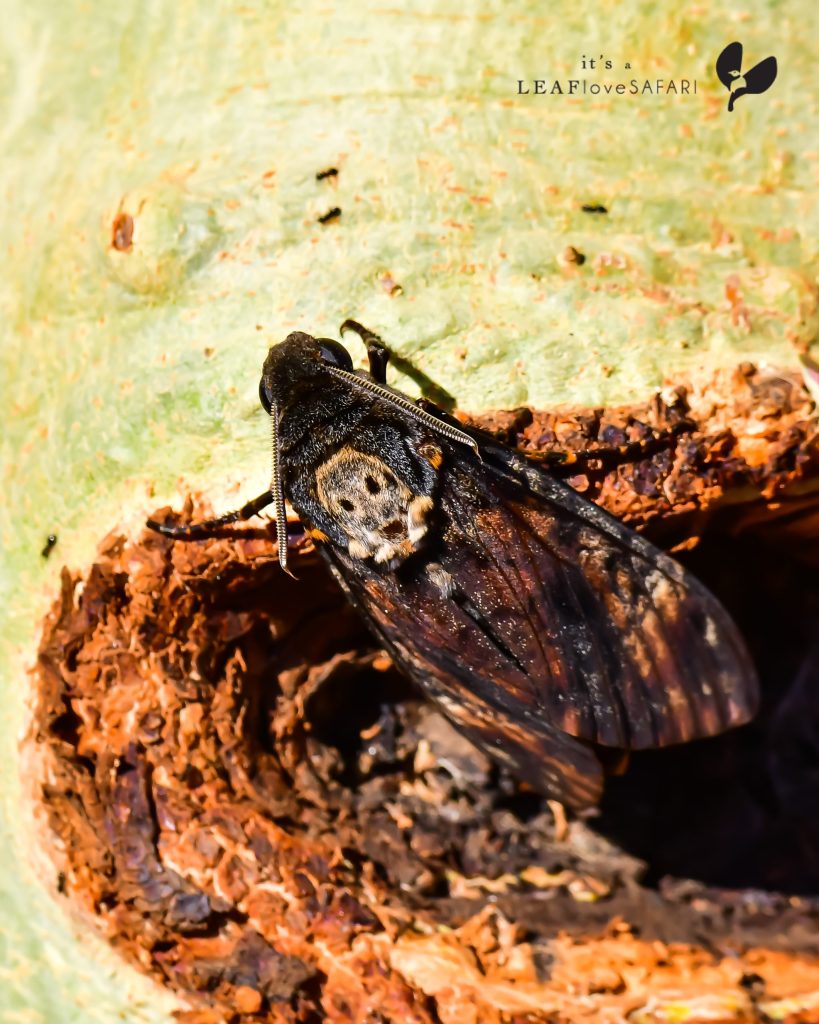 Death's-head hawk Moth, Totenkopfmotte