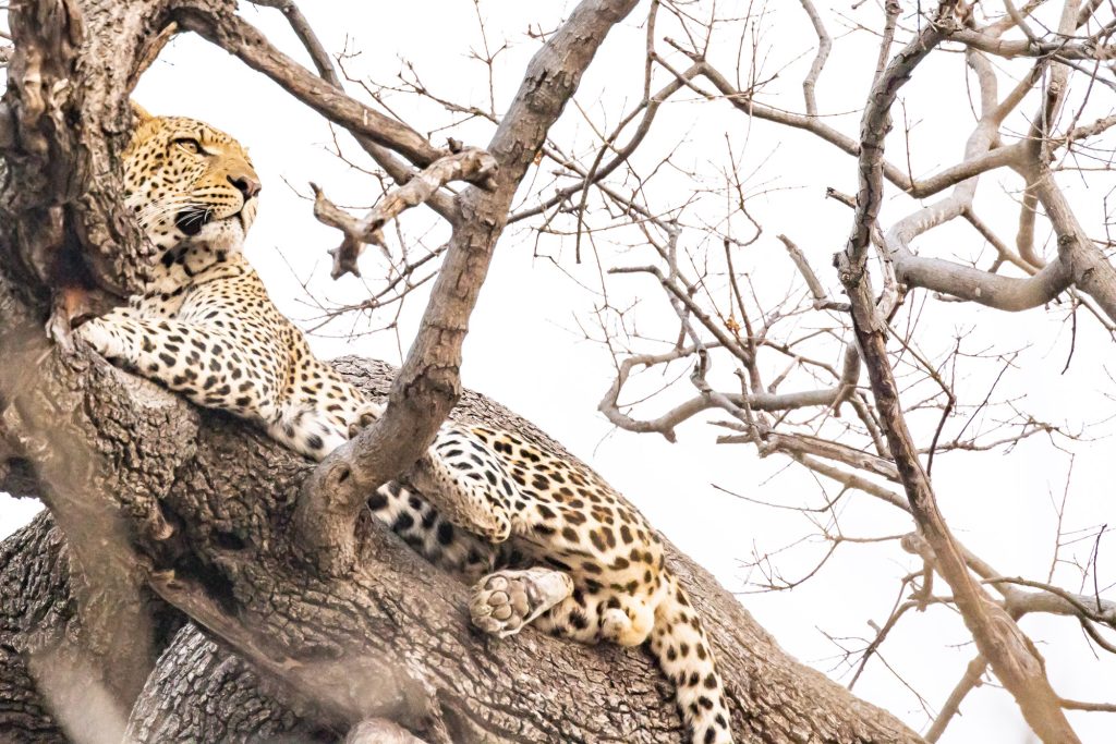 Leopard am Ufer des Chobe auf Baum