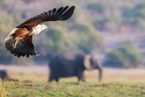 African Fish Eagle / Schreiseeadler