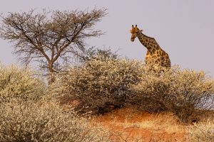 Giraffen in der Kalahari