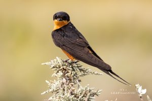 Red-breasted Swallow / Rostbrust-Rötelschwalbe