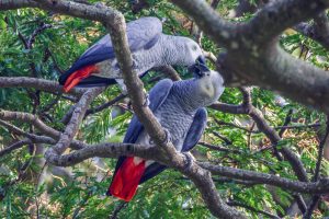 African Grey Parrot / Graupapagei