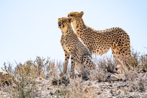Geparden im Kgalagadi Transfrontierpark