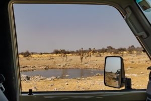 Blick aus dem Fenster auf Giraffen