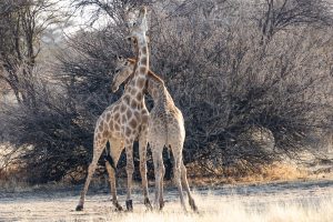 Junge Giraffenbullen kämpfen