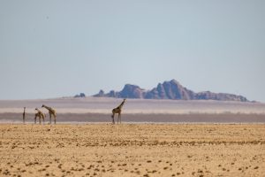 Giraffen in der Namib Wüste