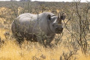 Hook-lipped Rhino / Spitzmaulnshorn