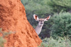Kudu hinter einem Termitenhügel