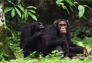 Chimpansen in Uganda