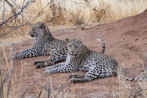 Leopardenbeobachtung auf Erindi