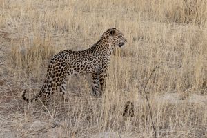 Leopardenbeobachtung auf Erindi