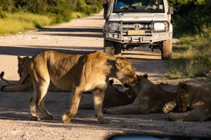 Löwen bei Klein Namutoni im Etoschapark