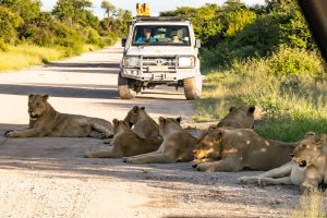 Löwen bei Klein Namutoni im Etoschapark