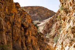 Geologie und Botanik am Olive Trail in der Naukluft