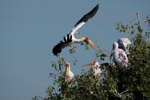 Der Nimmersatt brütet auf den Inseln des Chobe