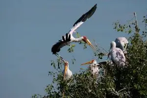 Der Nimmersatt brütet auf den Inseln des Chobe