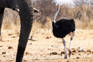 Common Ostrich / Strauss
