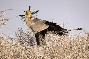 Secretarybird / Sekretär