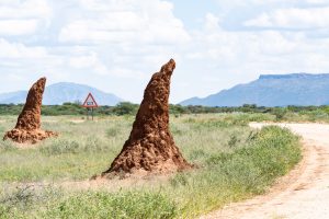 Termitenhügel am Wegesrand