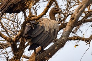 White-backed Vulture / Weißrückengeier