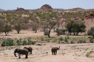 Wüstenelefanten bei Awa Huab und Etendeka