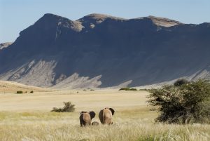 Wüstenelefanten bei Awa Huab und Etendeka