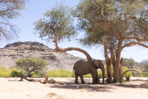 Die Wüstenelefanten des Damaralandes