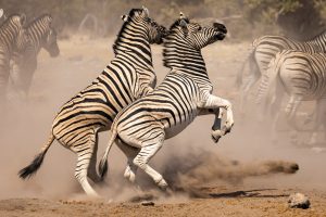 Sequenz - Plains Zebra fighting
