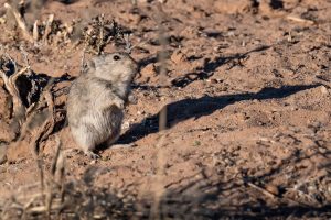 Karoo Pfeifratte, Brants's Whistling Rat Kalahari
