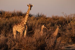 Giraffe Mit Zwei Kälberrn Auf Nomtsas