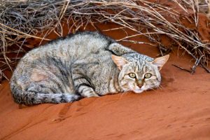 African Wild Cat / Falbkatze