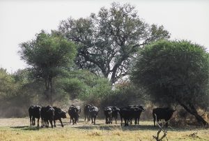 Büffel Im Mahango Park