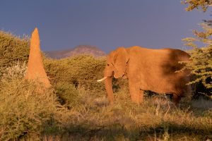 Elefant Am Termitnhügel