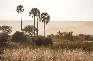 Elefant Vor Makalanipalmen