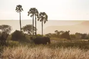 Elefant Vor Makalanipalmen