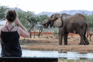Elefant Am Erindi Wasserloch
