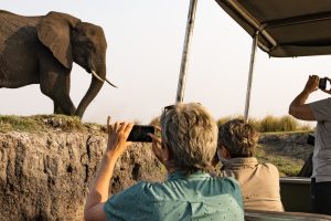 Elefantenbeobachtung Per Boot Am Chobe