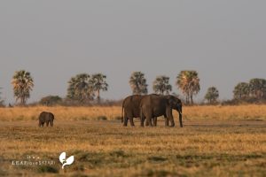 Elefanten Bei Nkasa Lupala