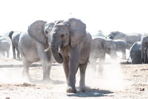 Elefanten Am Tsumkor Wasserloch