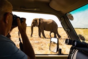 Elefantenbulle Nahe Am Auto