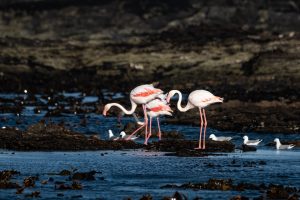 Flamingo Auf Der Insel Halifax