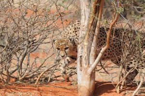 Geparden Im Kgalagadi Transfrontierpark