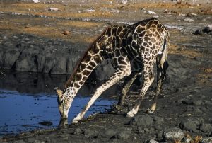 Giraffe Trinkt Auf Chudop