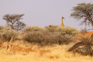 Giraffen In Der Kalahari