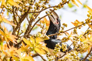 Trumpeter Hornbill / Trompeterhornvogel