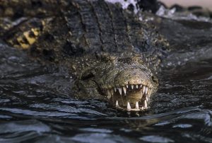 Krokodil Schwimmt Auf Uns Zu