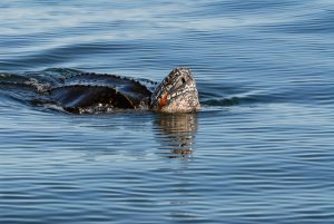 Leatherback Turtle / Lederrücken Meeresschildkröte